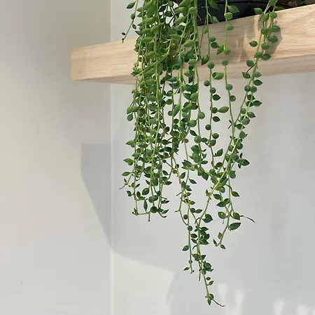 'dune' בית נופש דה פאן